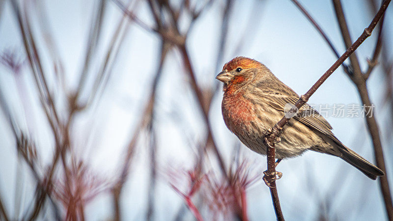 family roselin male，(墨西哥嗜血)，male house finch，墨西哥Camachuelo。